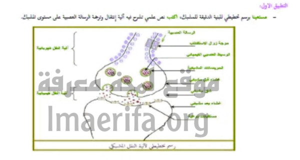 مستعينا برسم تخطيطي اللبنية للبنية الدقيقة للمشبك أكتب نص علمي توضح فيه آلية إنتقال و ترجمة الرسالة العصبية على مستوى المشبك السنة 2 باك