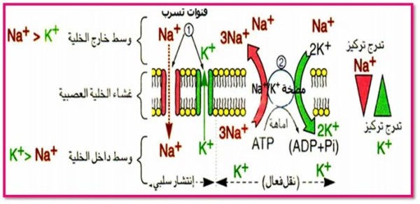 نص علمي حول كمون الراحة 3 ثانوي