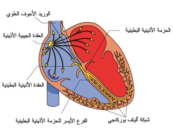تعريف العقدة الجيبية الاذينية والبطينية للقب | Sino-atrial node موقعها ومخاطر توقفها